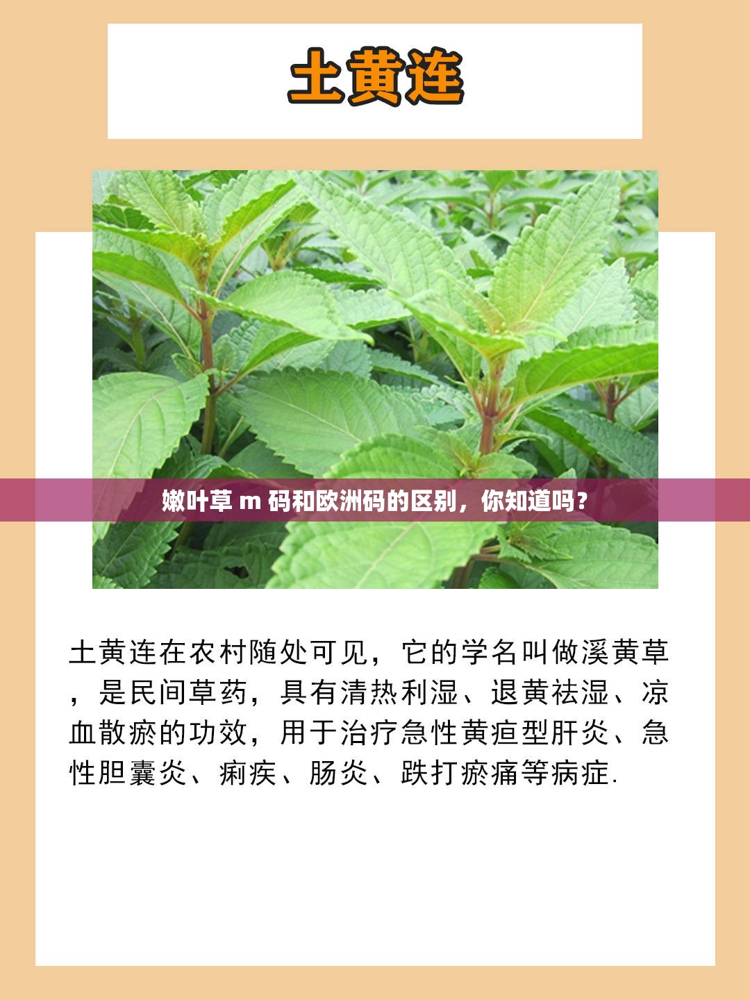 嫩叶草 m 码和欧洲码的区别，你知道吗？