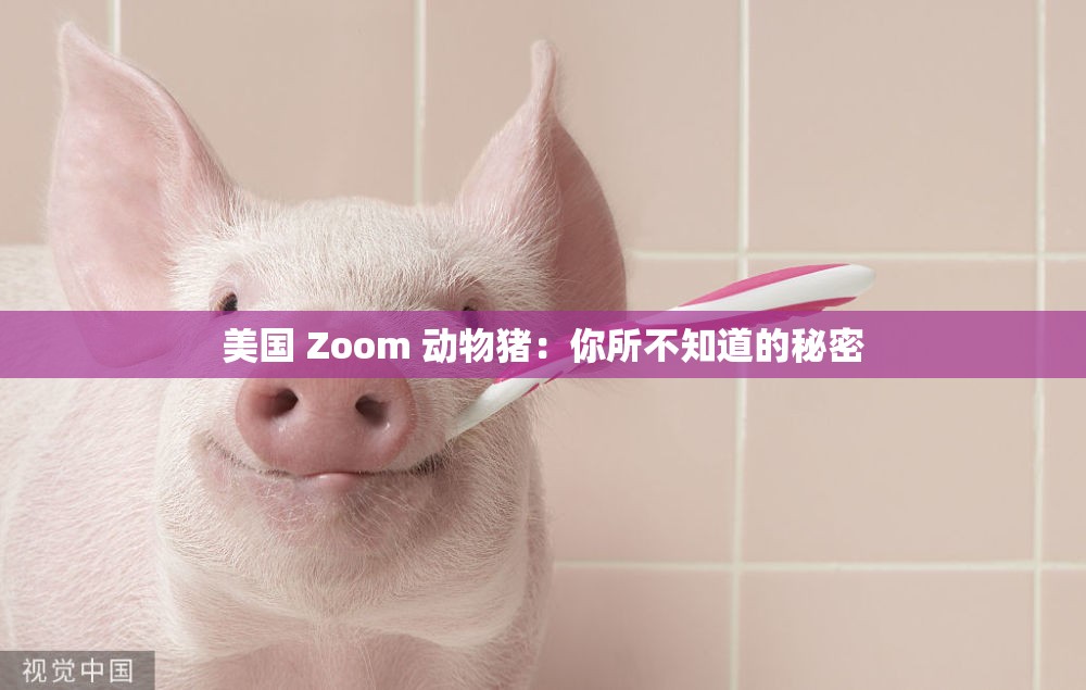 美国 Zoom 动物猪：你所不知道的秘密