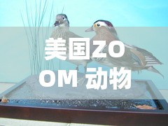 美国ZOOM 动物 ZOOM：关于其起源发展与影响的深入探讨