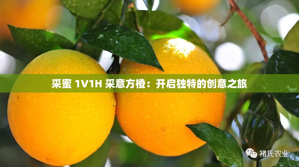 采蜜 1V1H 采意方橙：开启独特的创意之旅