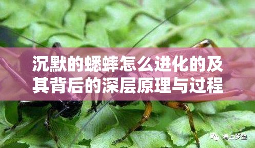 沉默的蟋蟀怎么进化的及其背后的深层原理与过程解析