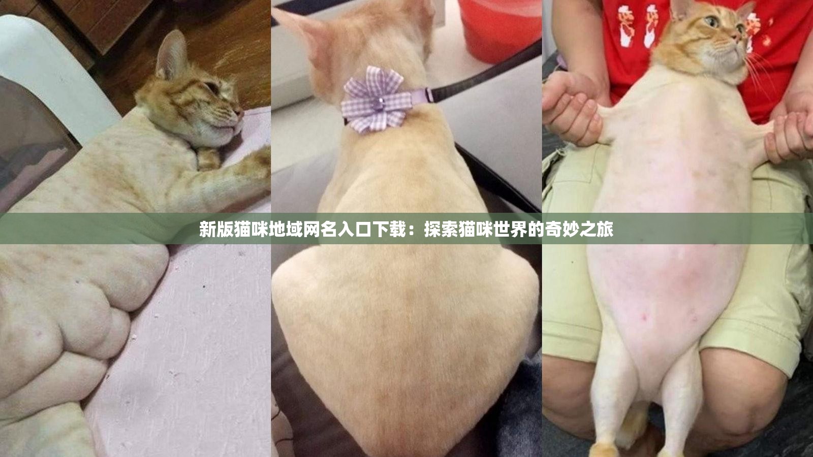 新版猫咪地域网名入口下载：探索猫咪世界的奇妙之旅