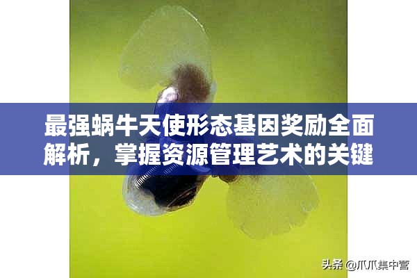 最强蜗牛天使形态基因奖励全面解析，掌握资源管理艺术的关键