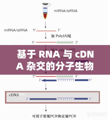 基于 RNA 与 cDNA 杂交的分子生物学研究