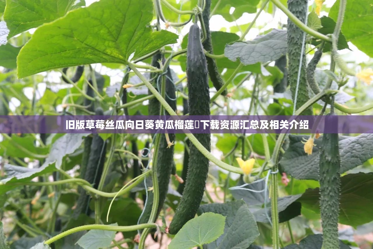 旧版草莓丝瓜向日葵黄瓜榴莲汅下载资源汇总及相关介绍