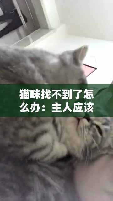 猫咪找不到了怎么办：主人应该采取哪些措施去寻找