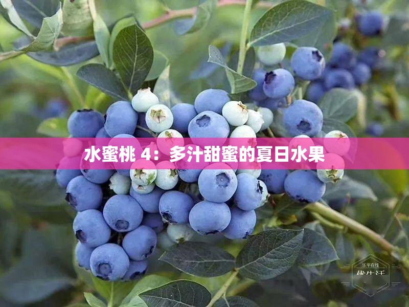 水蜜桃 4：多汁甜蜜的夏日水果