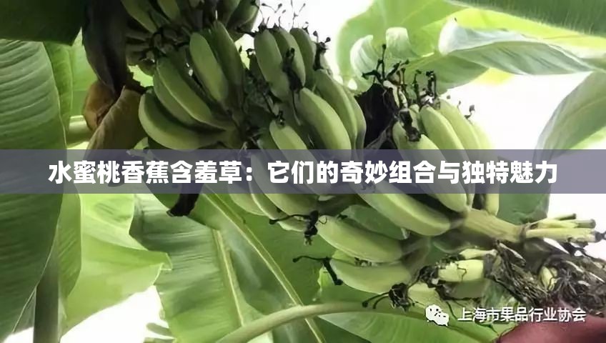 水蜜桃香蕉含羞草：它们的奇妙组合与独特魅力