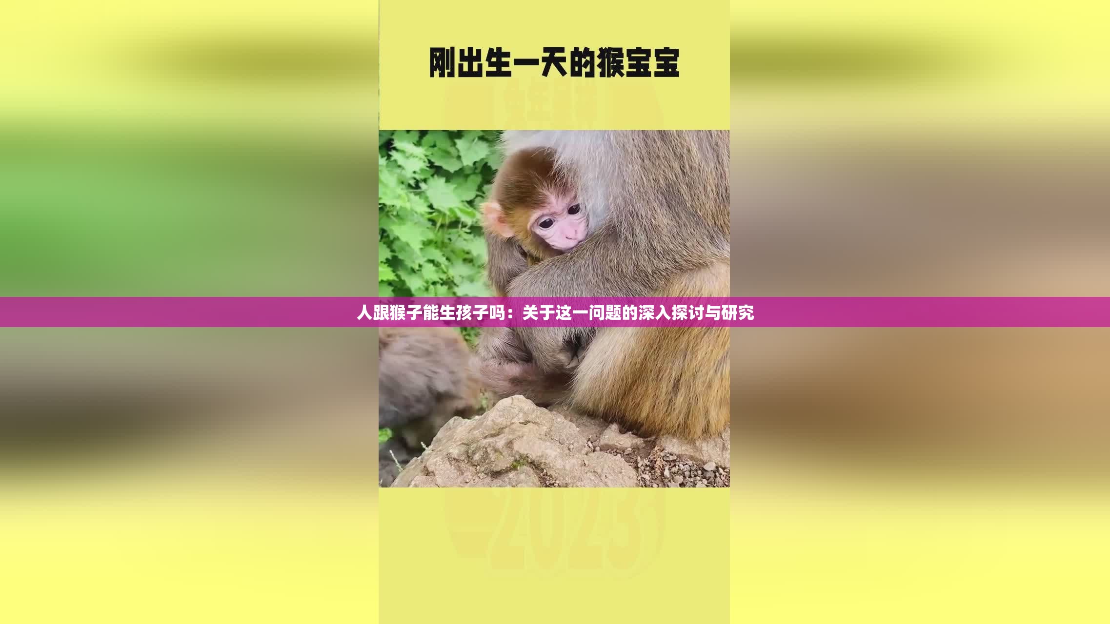 人跟猴子能生孩子吗：关于这一问题的深入探讨与研究