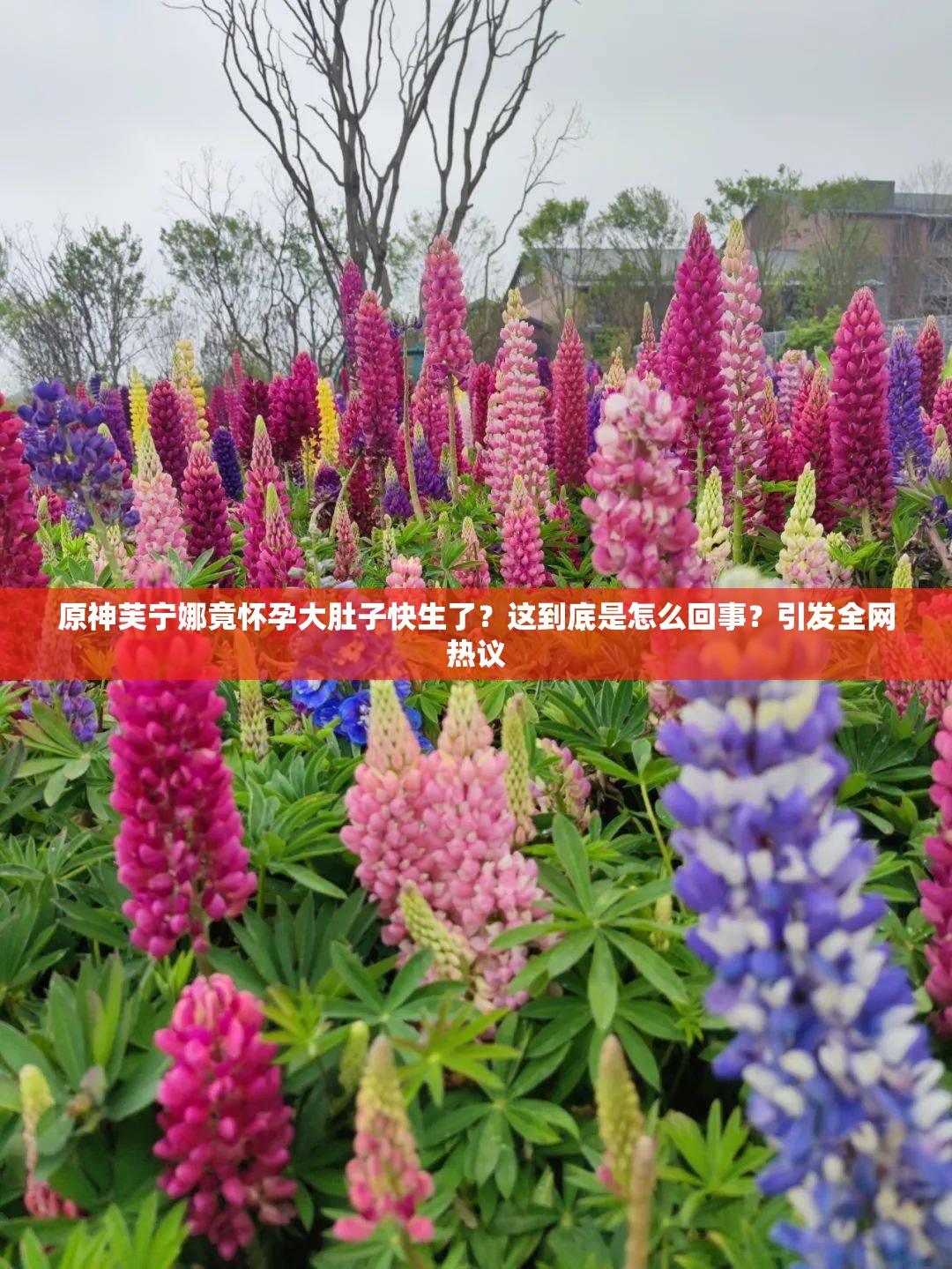 原神芙宁娜竟怀孕大肚子快生了？这到底是怎么回事？引发全网热议