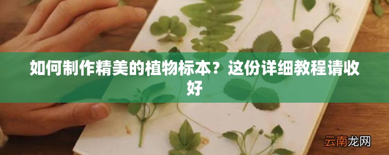 如何制作精美的植物标本？这份详细教程请收好