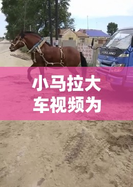 小马拉大车视频为何引发全网关注？小学生与小马拉大车背后有何故事？