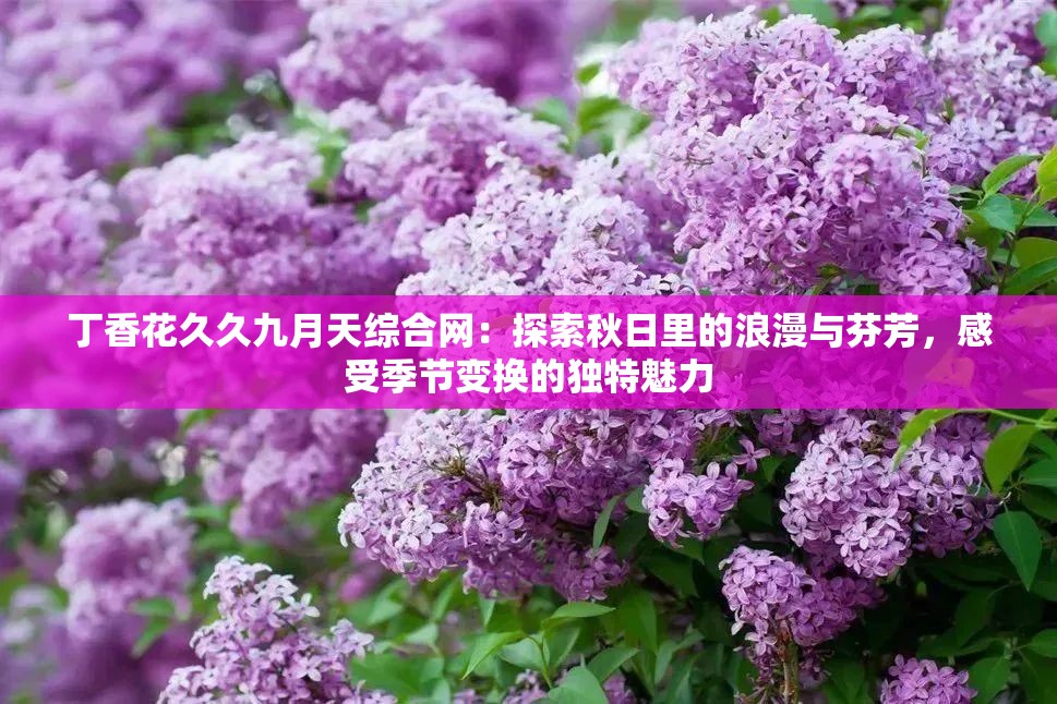 丁香花久久九月天综合网：探索秋日里的浪漫与芬芳，感受季节变换的独特魅力